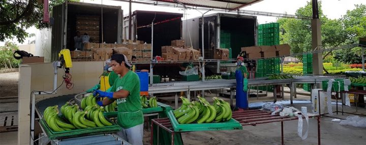 Ecuador-banana-export
