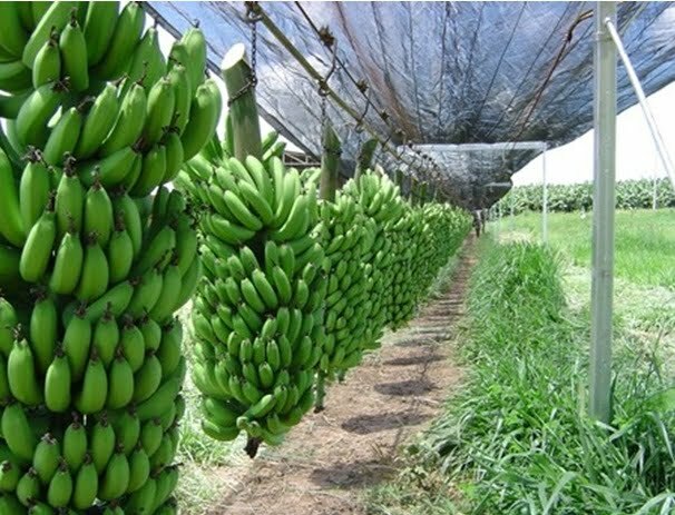 Uganda banana plant