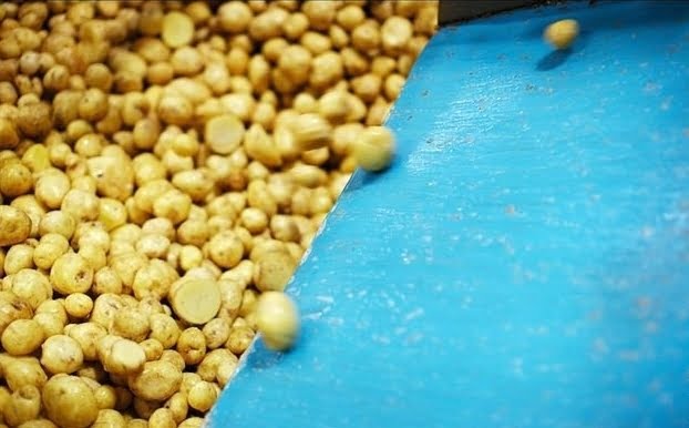 Small potato chips plant process